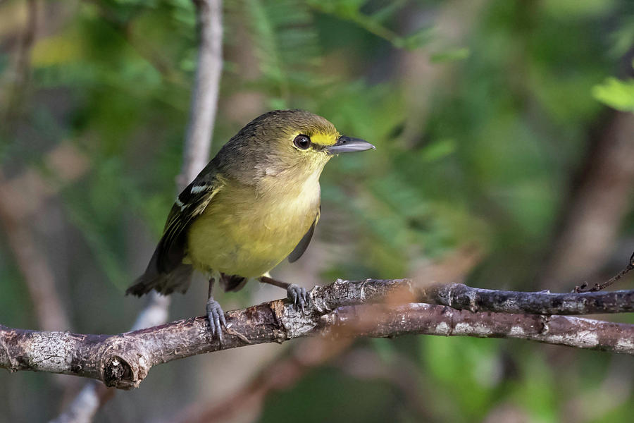 Thick-billed Vireo Photograph by Thomas Kallmeyer