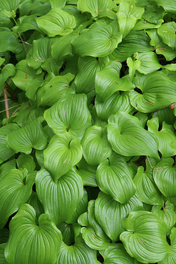 Thick groundcover of false lily of the valley Photograph by Steve Estvanik