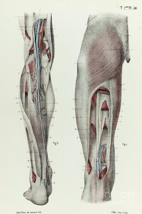 Fascia of the lower leg, 1831 artwork - Stock Image - C014/7837