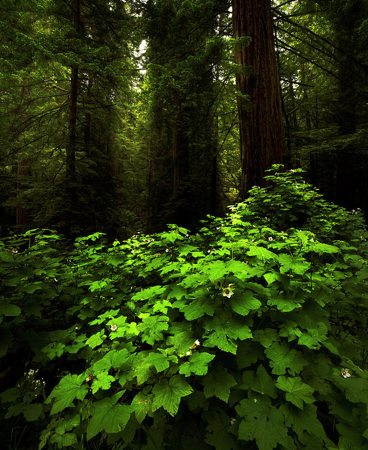Thimbleberrys and Giant Redwoods by TL Mair Thimbleberrys and Giant Redwoods by TL Mair