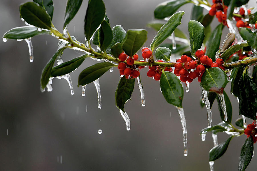 Thin Layer Of Ice Coats A Tree Photograph by The Washington Post