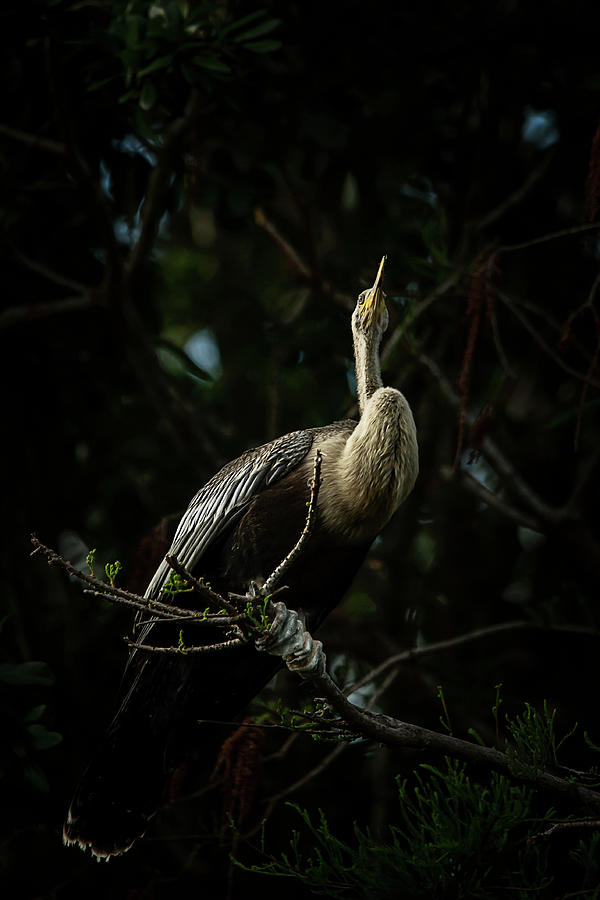 Things Are Looking Up by Cyndy Doty Things Are Looking Up by Cyndy Doty