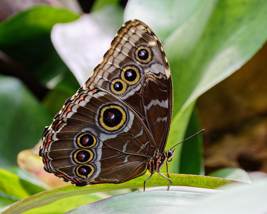 The Eyes Have It -- Blue Morpho Buttefly in California Academy of Sciences, California Photograph by Darin Volpe