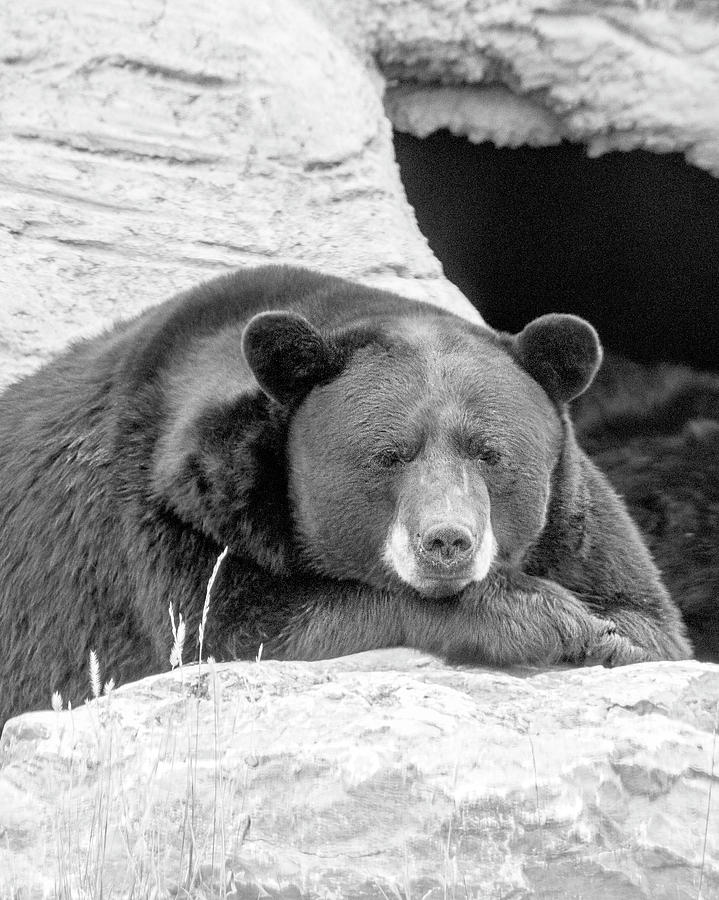 Nature Photograph - Thinking Bear by Tammy Franck