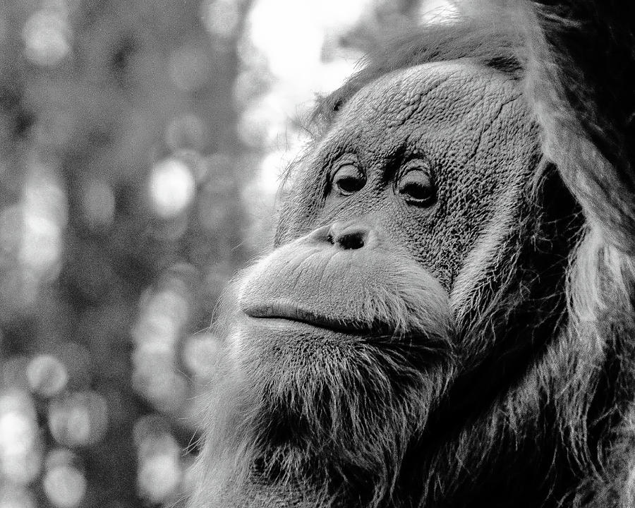 Monkey Photograph - Thinking by Susie DeZarn