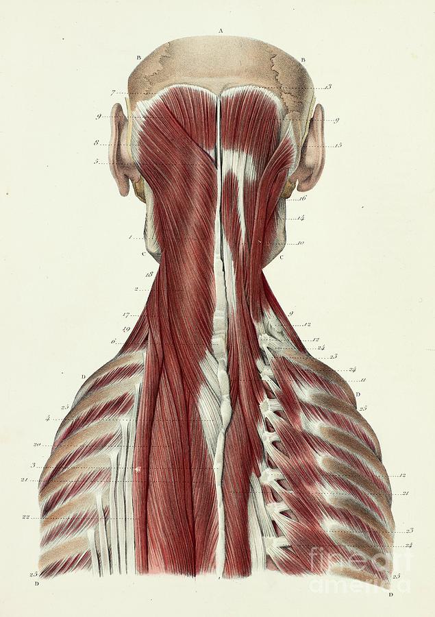 Back Of Neck Anatomy / Axial Muscles Of The Head Neck And Back Anatomy And Physiology I