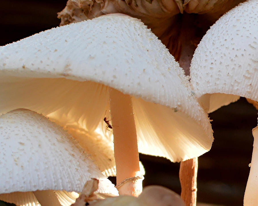 Mushroom Photograph - Thirsty Ant by Susan Callaway Mushroom Photograph - Thirsty Ant by Susan Callaway