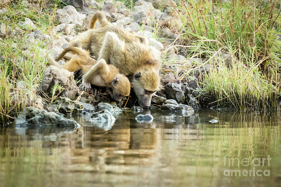 Thirsty Baboons Photograph by Timothy Hacker