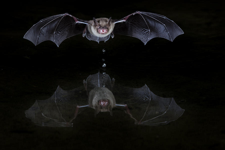 Bat Photograph - Thirsty Bat by Thomas Jensen
