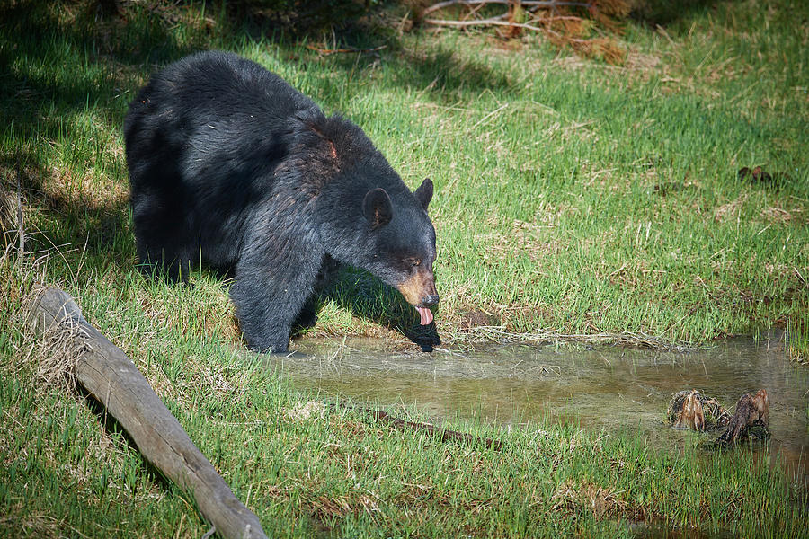 Thirsty Bear Photograph by Paul Freidlund