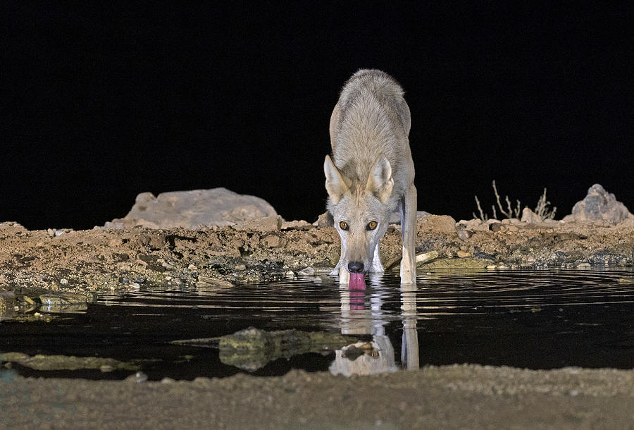 Thirsty Desert Wolf Photograph by Shlomo Waldmann