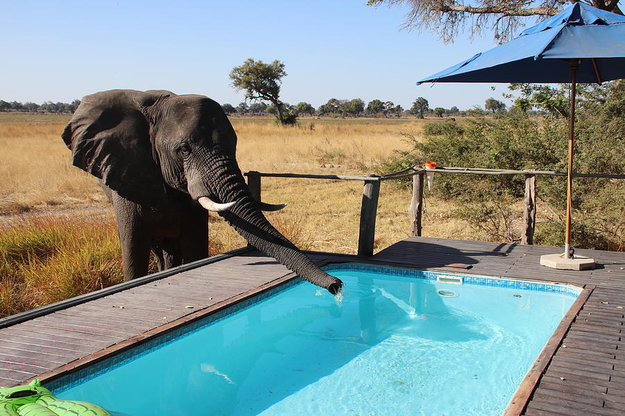 Thirsty Elephant Photograph by Pat Moore