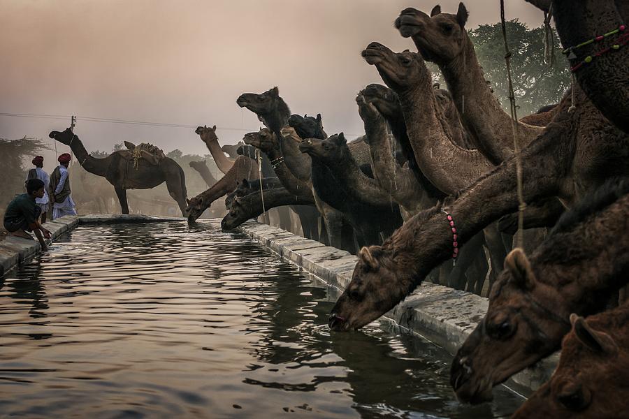 Thirsty Herd Photograph by Pavol Stranak