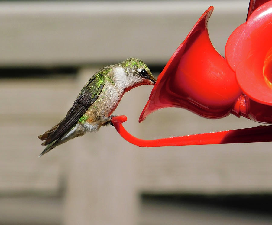 Thirsty Hummingbird Photograph