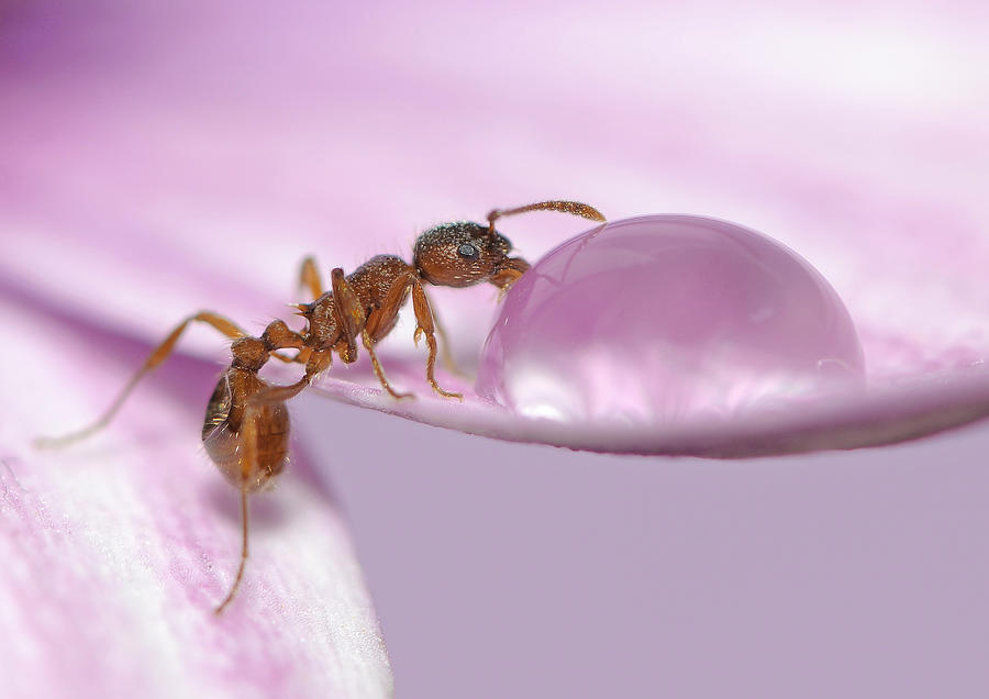 Ant Photograph - Thirsty by Istvan Lichner
