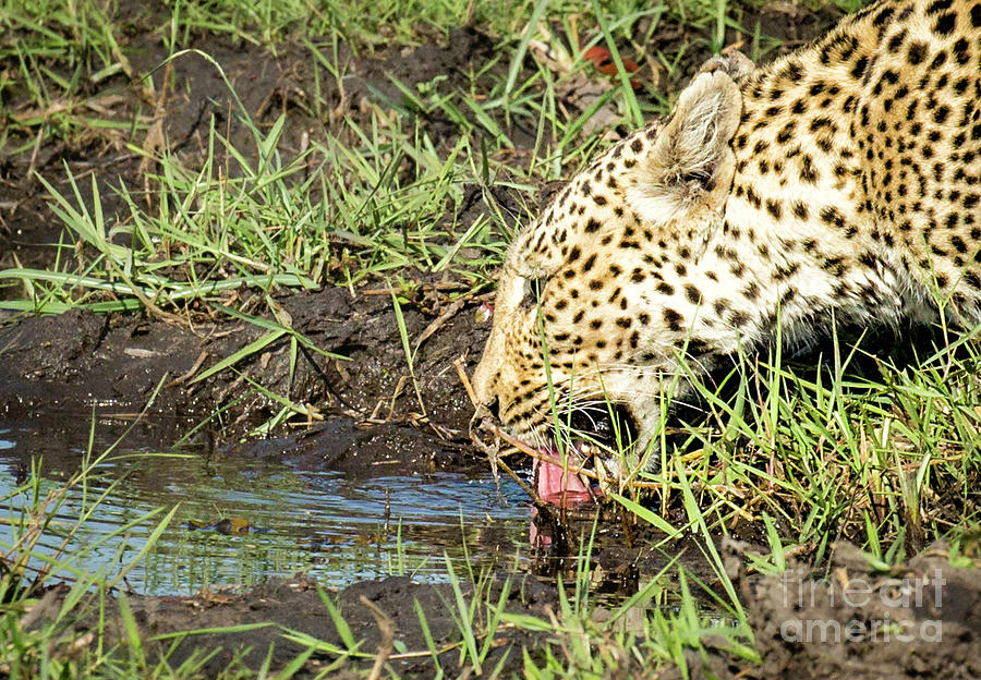 Thirsty Leopard Photograph by Timothy Hacker