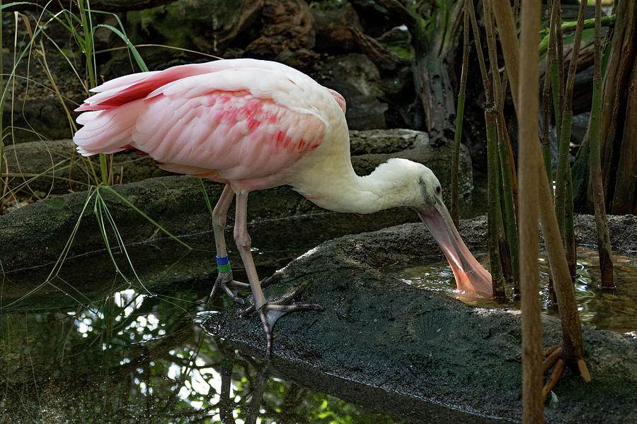 Thirsty Spoonbill Photograph by Margaret Zabor