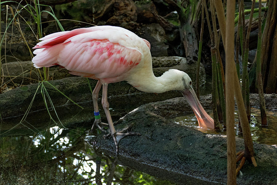 Thirsty Spoonbill by Margaret Zabor Thirsty Spoonbill by Margaret Zabor