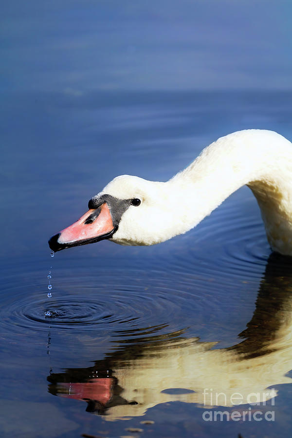 Thirsty Swan Photograph by Terri Waters