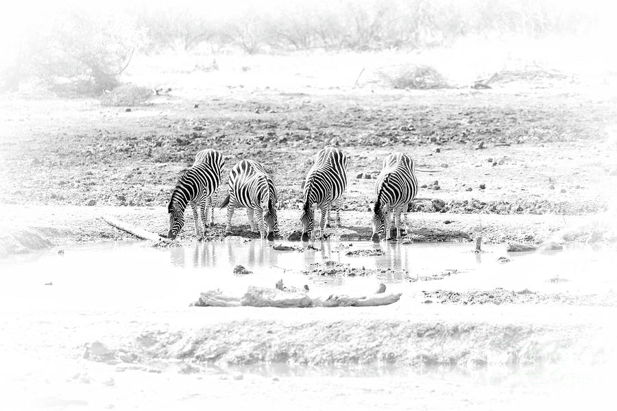 Thirsty Zebras Photograph by Timothy Hacker