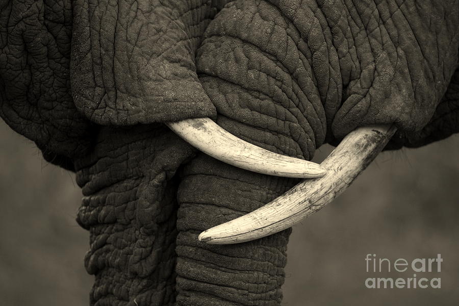 Love Photograph - This Amazing Photo Of Two Elephants by Jonathan Pledger Love Photograph - This Amazing Photo Of Two Elephants by Jonathan Pledger