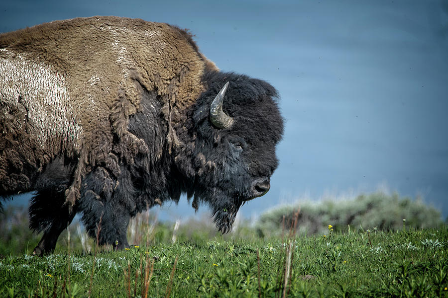 This Big Buffalo Guy Photograph by Jeanette Mahoney