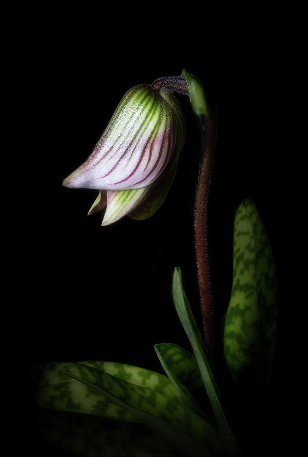 This Bud's For You by Cyndy Doty This Bud's For You by Cyndy Doty