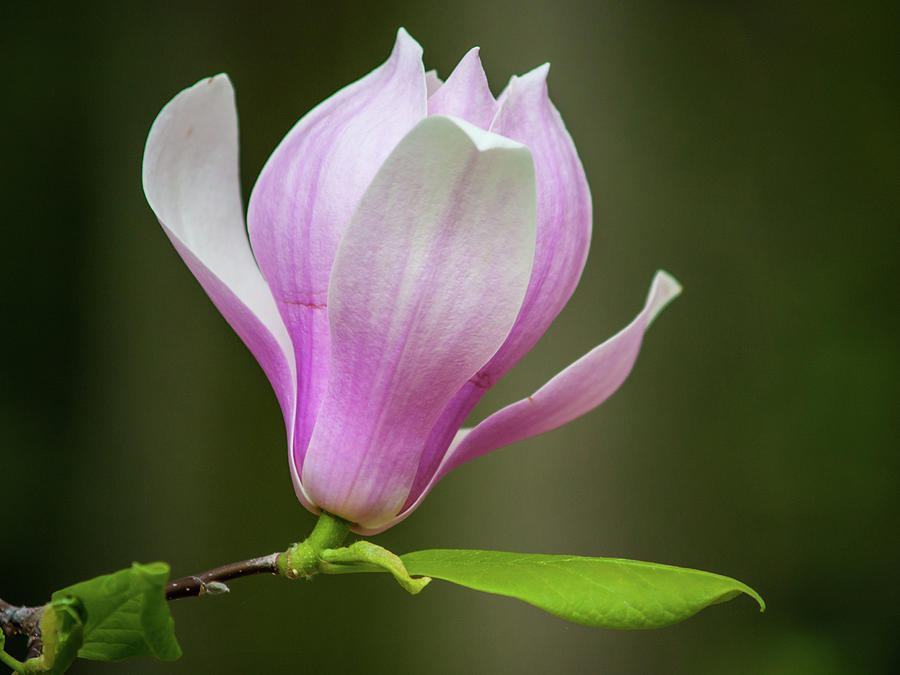 This buds for you by Stewart Helberg This buds for you by Stewart Helberg