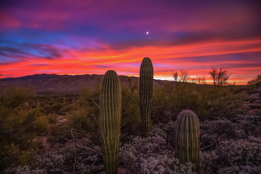 This Desert Life - Venus and Jupiter Shine Above Saguaro Cactus in ...