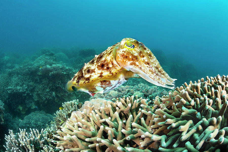 This Female Broadclub Cuttlefish  Sepia Photograph by Dave Fleetham