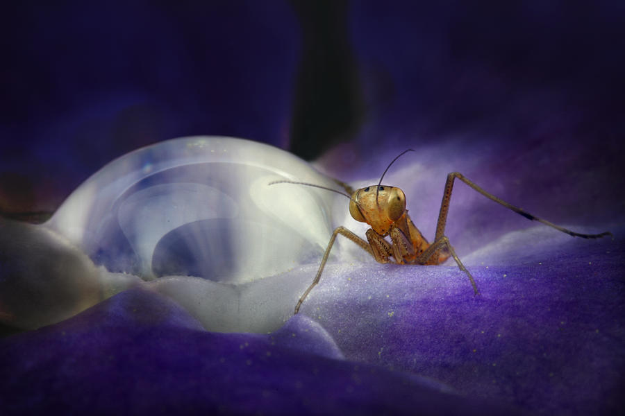 Ant Photograph - This Is Mine! by Jimmy Hoffman
