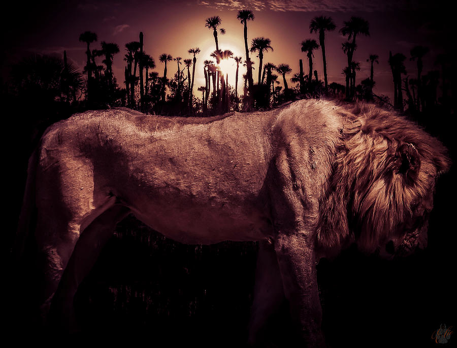 THIS IS MY KINGDOM by Elie Wolf THIS IS MY KINGDOM by Elie Wolf