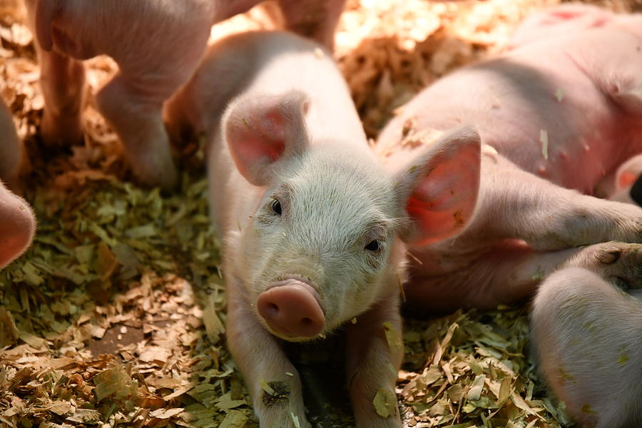 This Little Piggy Photograph by Kurt Keller