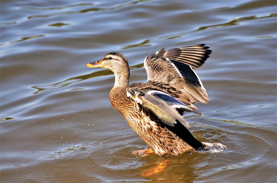 This mallard flaps her wings preparing for take off. Photograph by Daniel Ladd