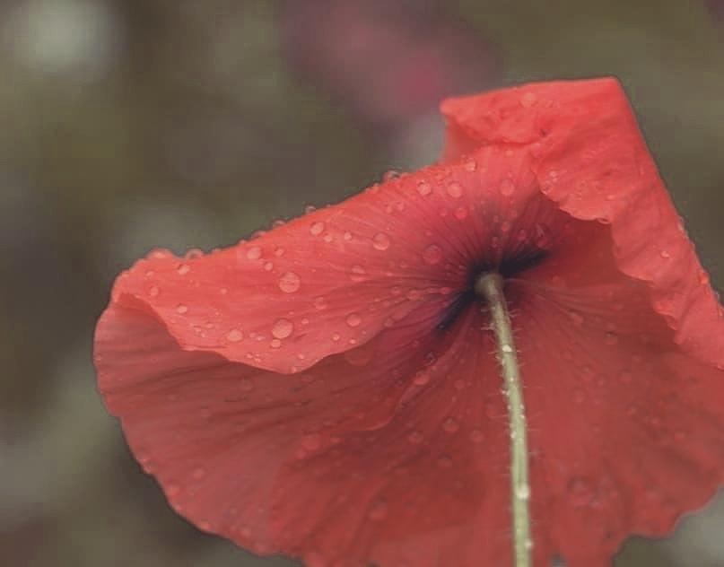 This Poppy Loves You Photograph