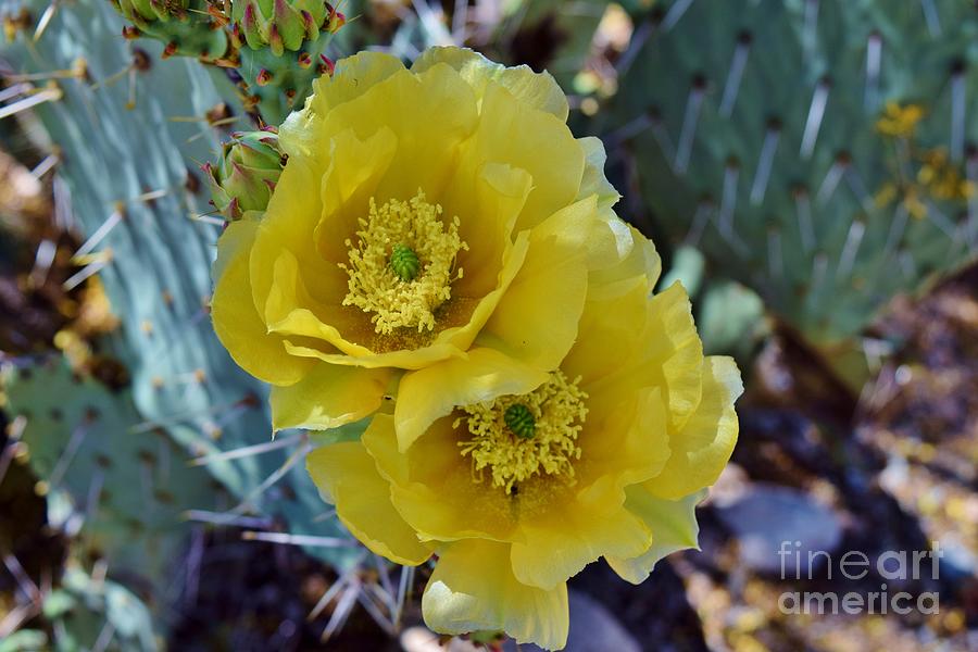 This Pricklys Pair Photograph by Janet Marie
