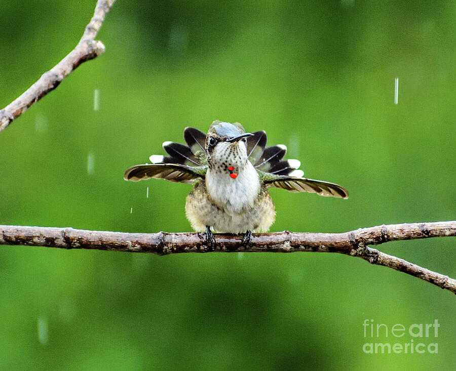 This Juvenile Ruby-throated Hummingbird Looks Like A Turkey Photograph by Cindy Treger