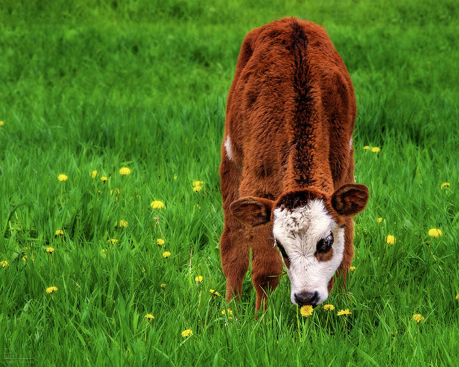 This Smells Delicious #2 - Calf smells dandelion before eating it Photograph by Peter Herman