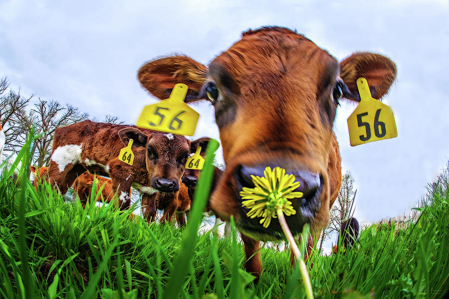 This Smells Delicious #1- Calf smelling Dandelion Flower in Spring pasture Photograph by Peter Herman
