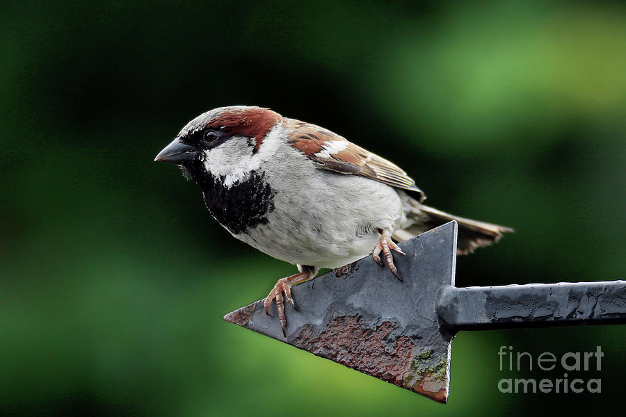 Sparrow Photograph - This Way Sparrow by Terri Waters
