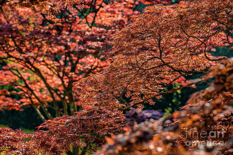 This Zen-like nature scene shows branches of a red maroon Japanese maple tree Photograph by Ulrich Wende