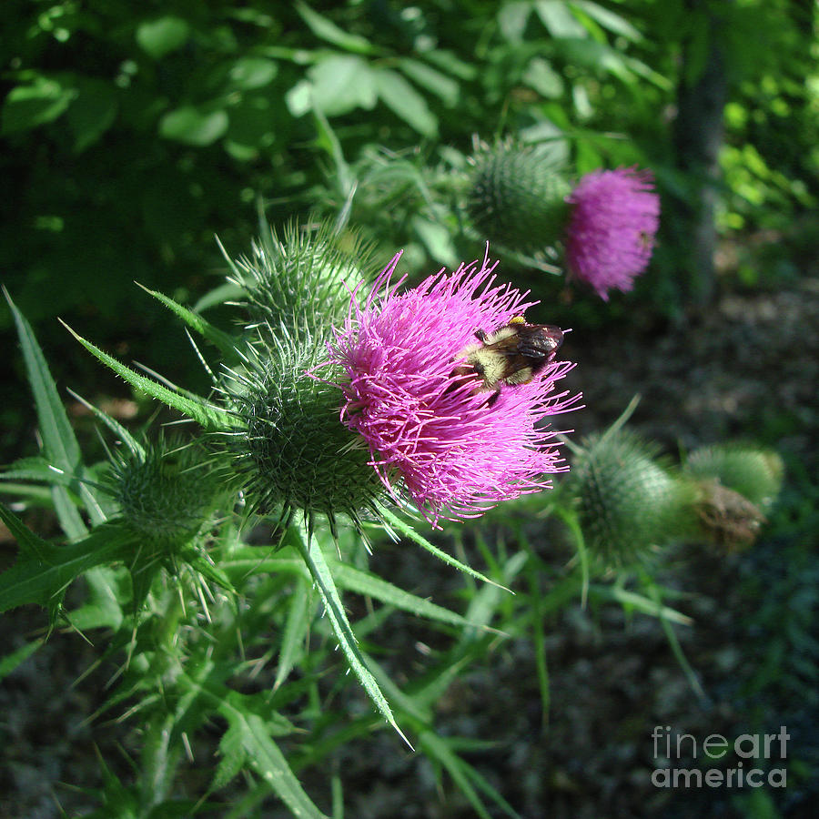 Thistle 4 Photograph by Amy E Fraser