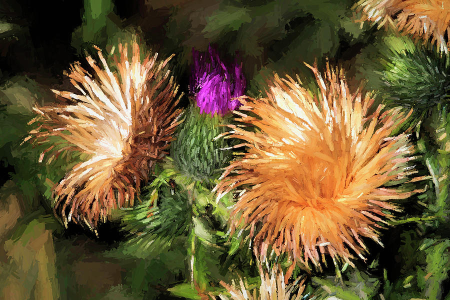 Thistle Abstract Photograph by Donna Kennedy