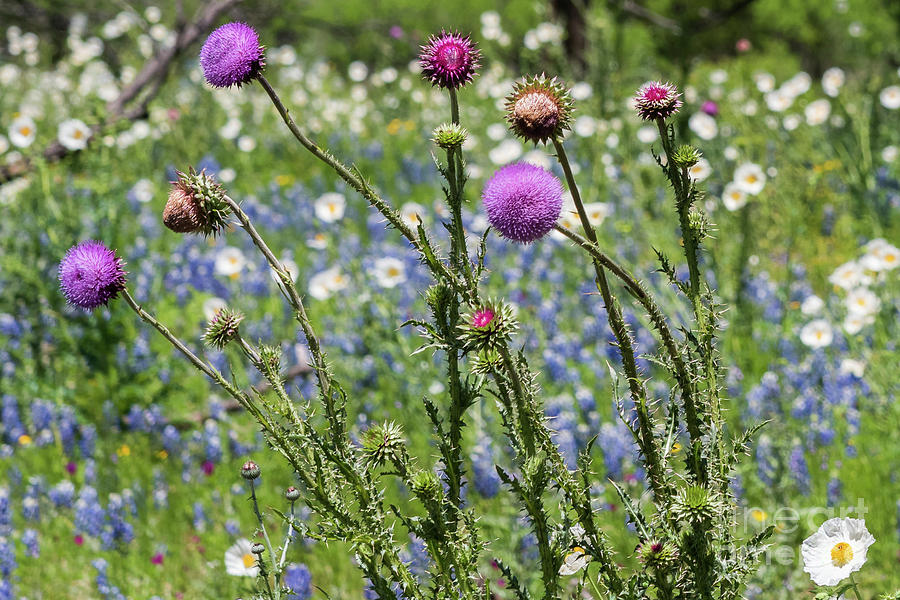 Thistle And Wildflowers Photograph