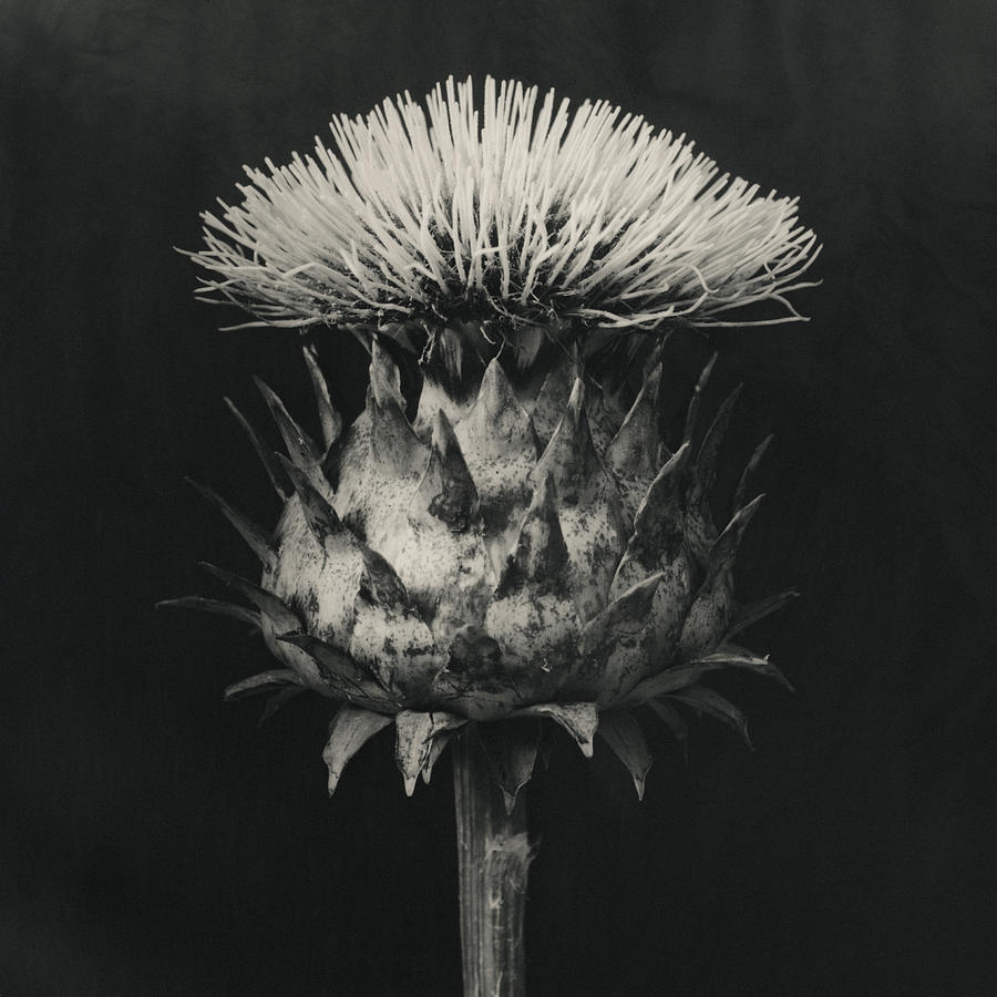 Thistle Photograph by Anthony Saint James