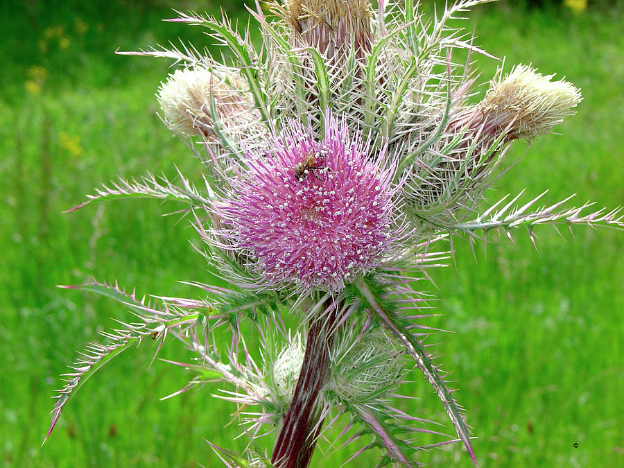 Nature Photograph - Thistle by Audrey