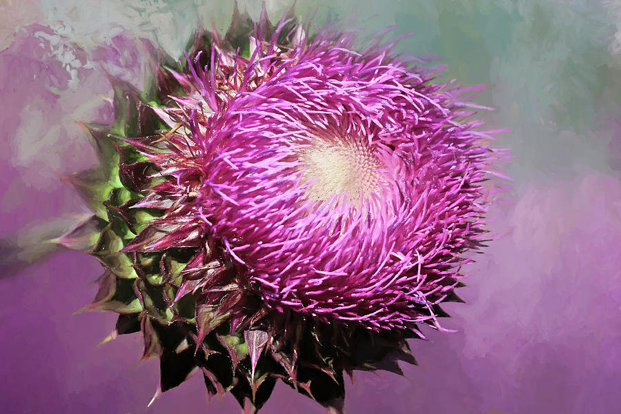 Thistle Beauty Photograph by Donna Kennedy