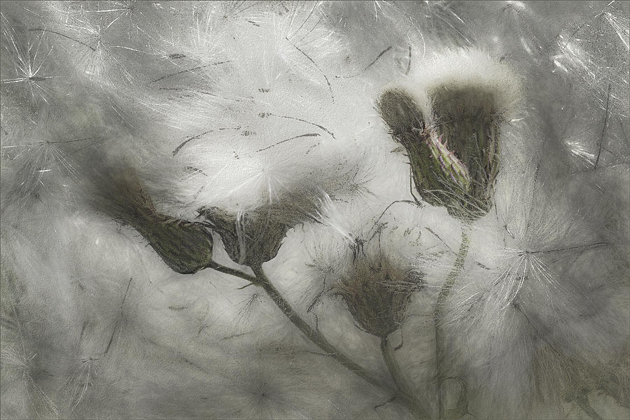 Flower Photograph - Thistle Blast by Gilbert Claes