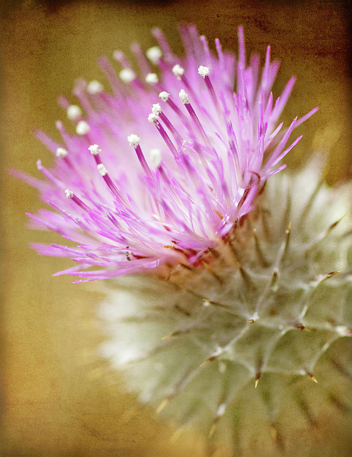 Flower Photograph - Thistle Bloom by Jessica Rogers