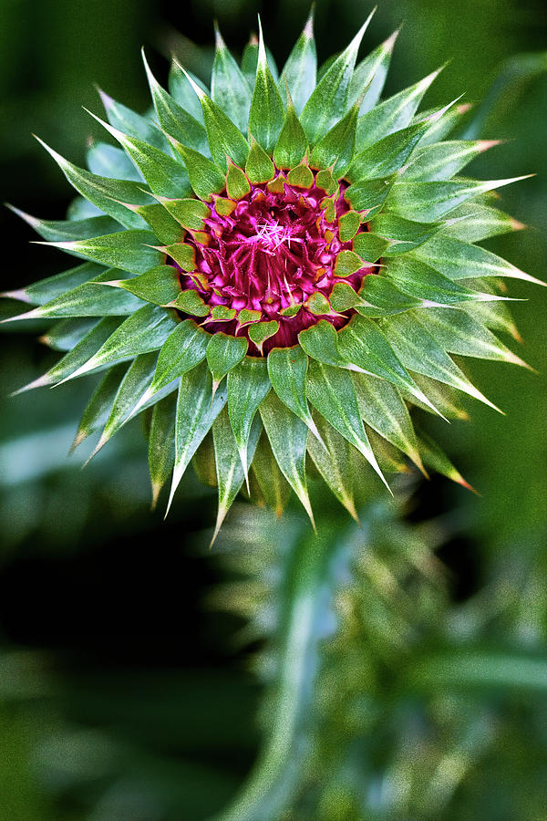 Thistle Bloom Photograph by Robert FERD Frank